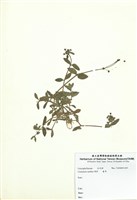 藏品(卷耳)的圖片